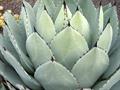 mescal agave